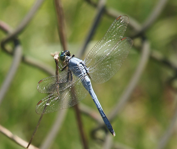 [The dragonfly perched at the end of a leafless branch seems to be a pale blue in the full sun. Its lowest segments are dark blue and the tips are white. The clear wings have a lace-like effect in the full sun.]